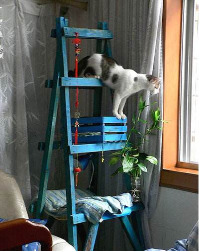 relopvelo.blogg.se - Instal Cat Condo