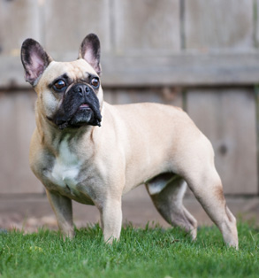 Meet the breed: French Bulldog