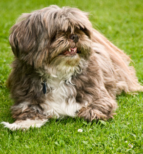 Meet the breed: Lhasa Apso