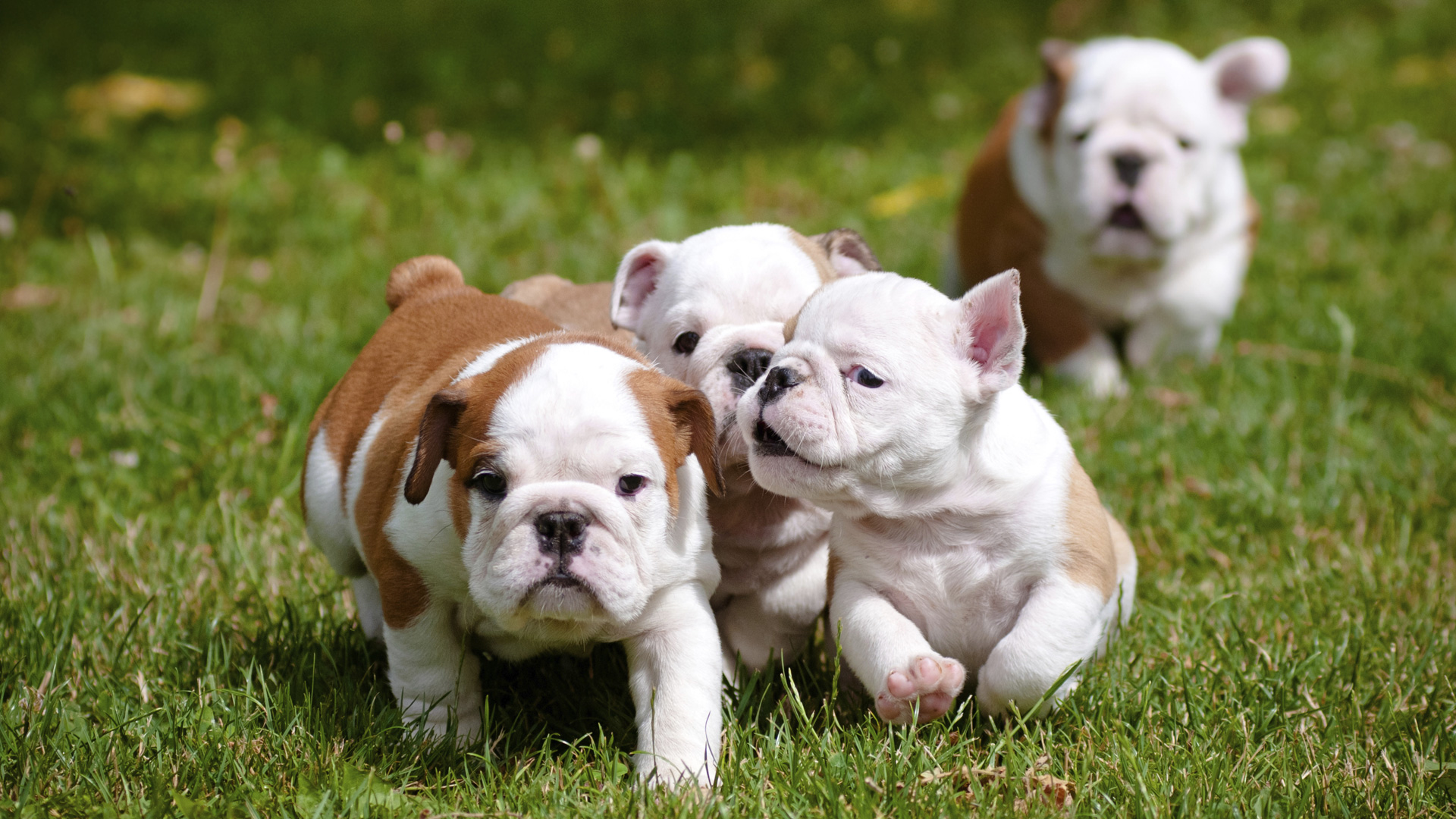 10 Reasons why English Bulldog puppies are the cutest 