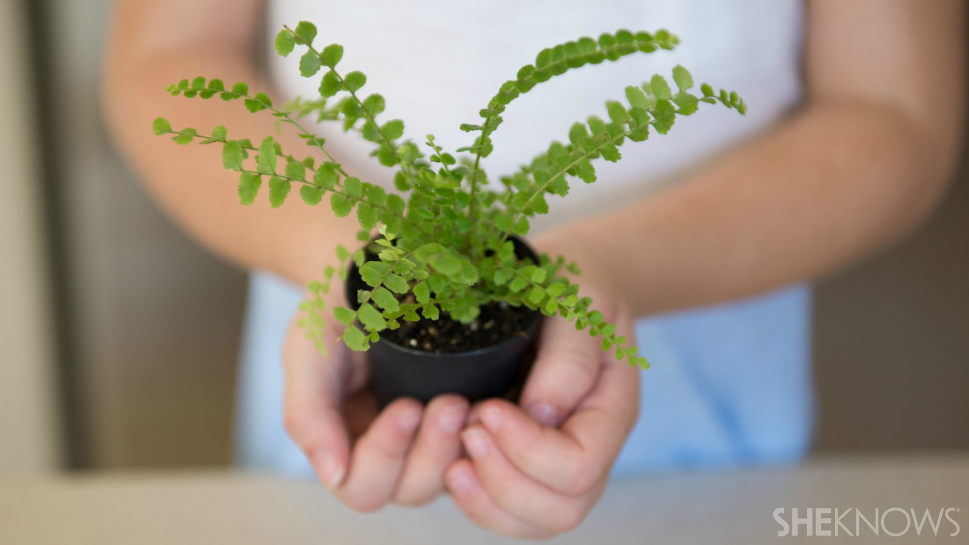 Terrarium | Sheknows.com - step 4