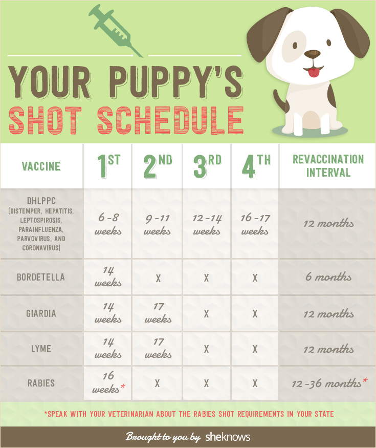 Keep your puppy healthy with this vaccination schedule (INFOGRAPHIC)