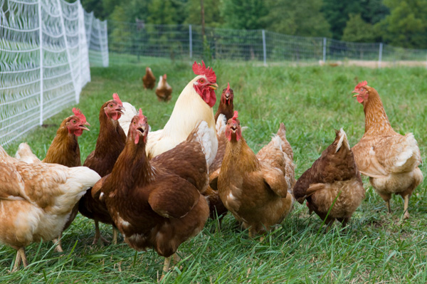 Chickens: Free-Range Vs. Confinement - Jefferson's