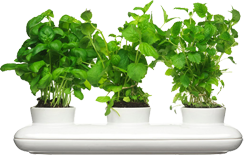 Herb pots