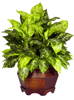 Plants