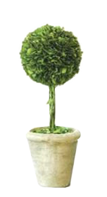 Preserved Boxwood Topiary