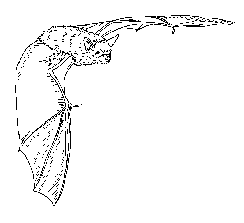 Brown Bat coloring page - Free Printable Coloring Pages