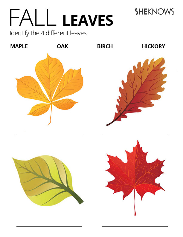 Identify fall leaves Free Printable Coloring Pages