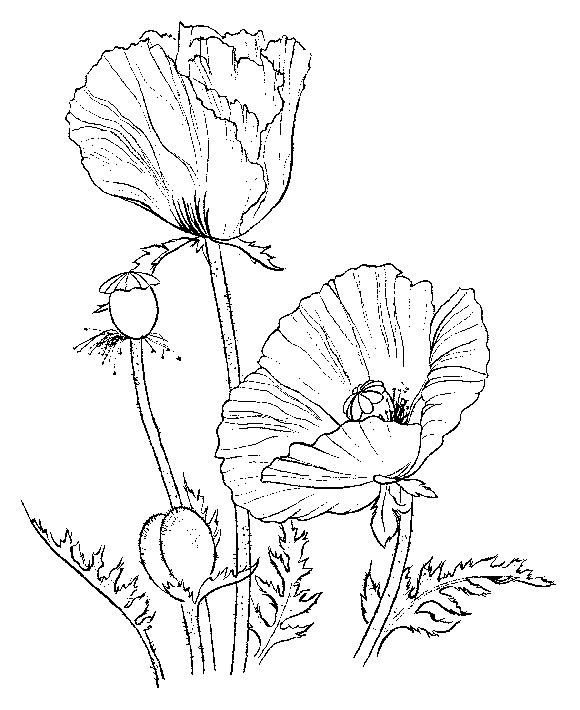 Flower coloring pages: Poppies