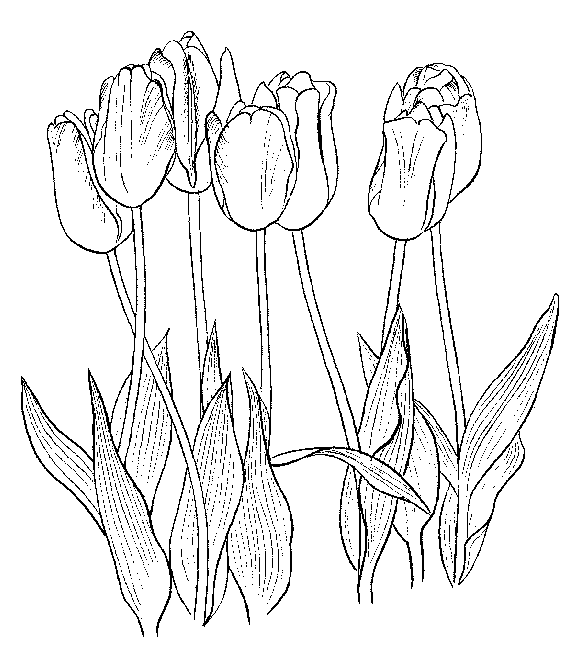 Tulips Free Printable Coloring Pages