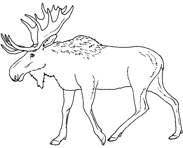 Moose Coloring Sheet 9