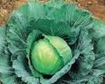 Mashed Potatoes with Cabbage