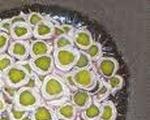 Pickle Rolls